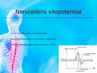 /album/nervcellens-vilopotential/a6-nervsystemet-014-jpeg1/